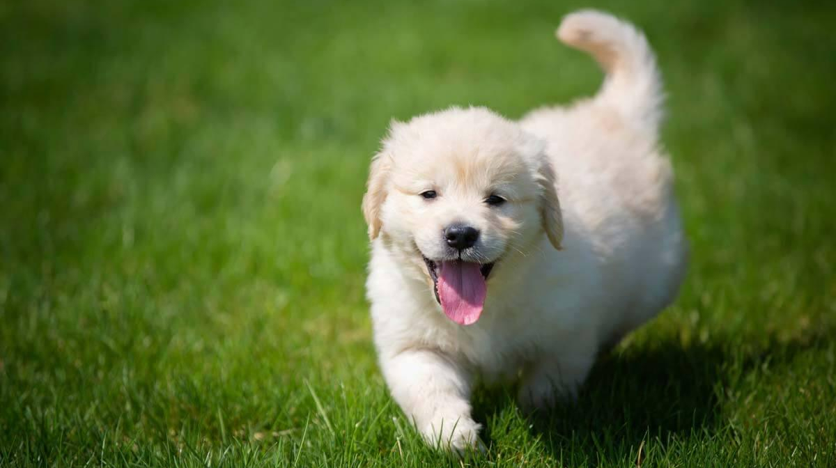 Do You Have a Hyperactive Puppy? – Understanding Puppy Energy Levels