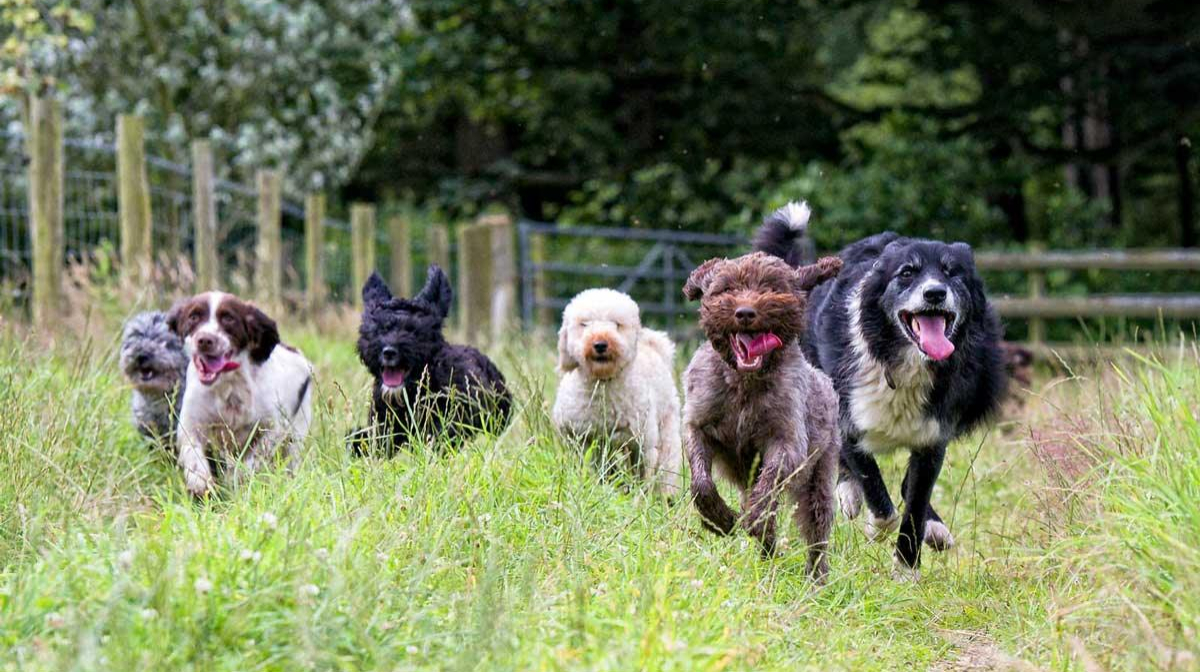 Doggy daycare: Everything you need to know