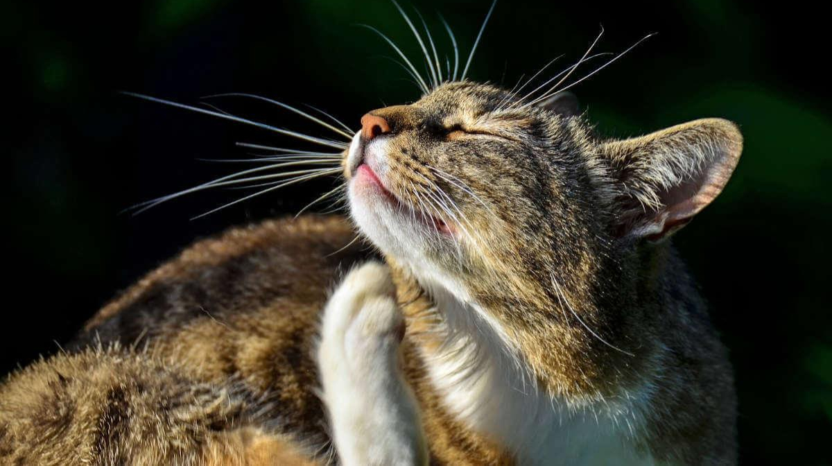 Flea treatment for cats