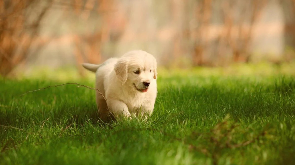 Healthy Dog Treats