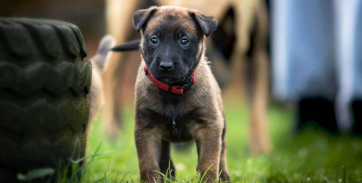 How to train your puppy with a clicker