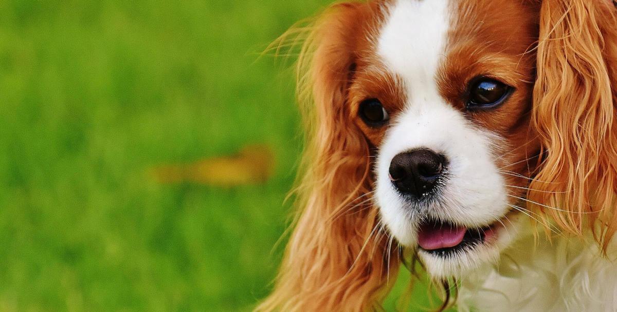 What are the signs of a healthy puppy?