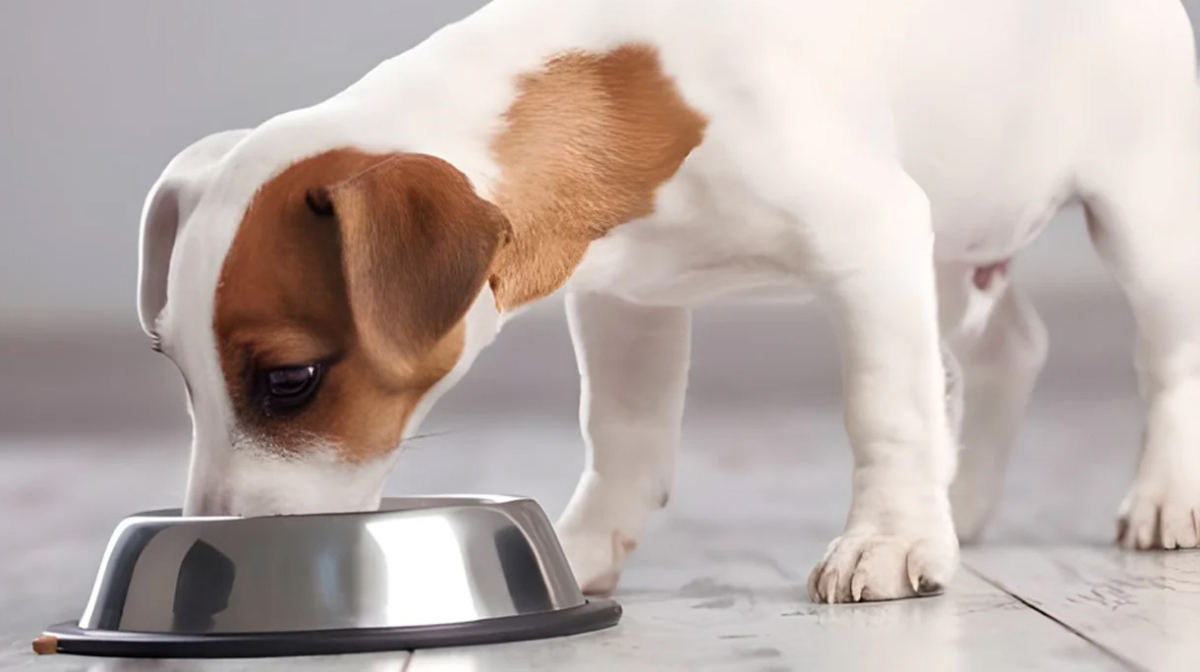 Feeding Puppies: Essential Guide and Best Practices