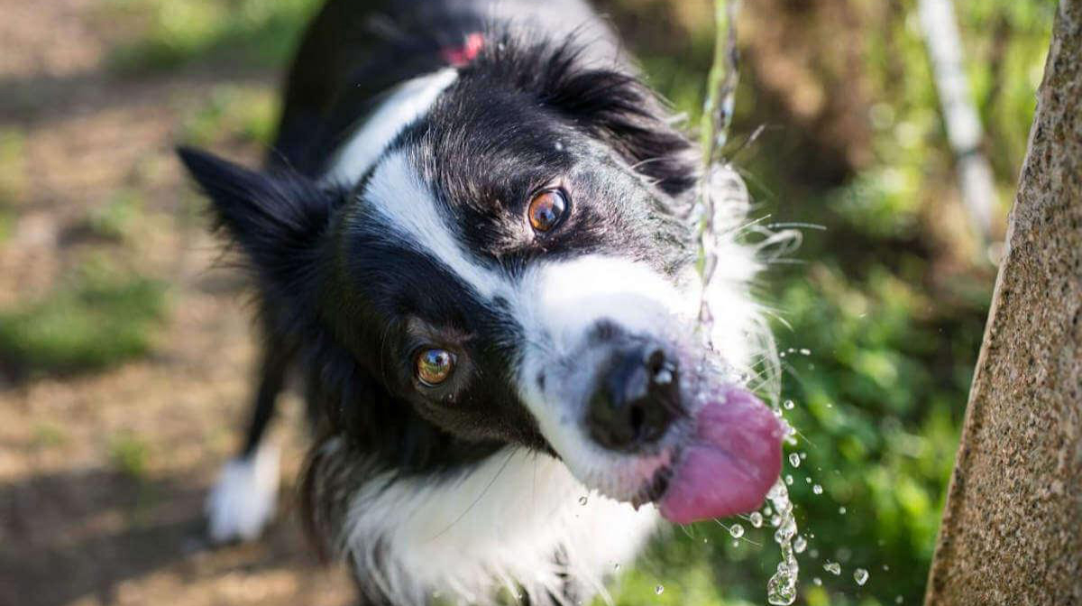 How much should my dog be drinking?