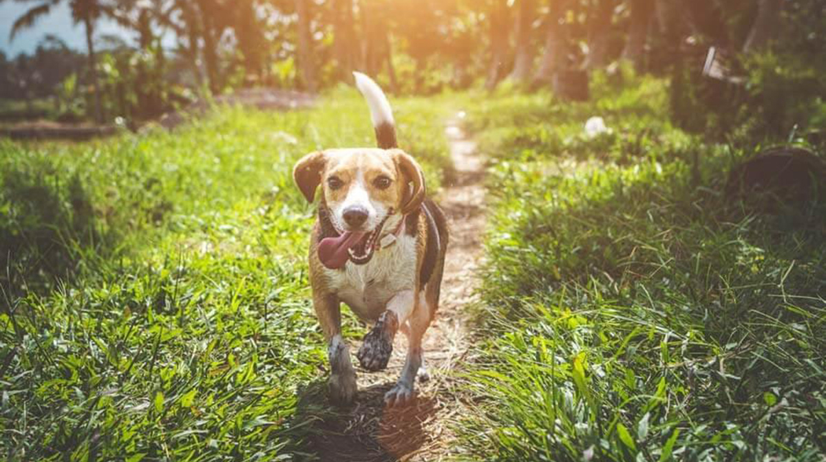 How to calm an anxious dog