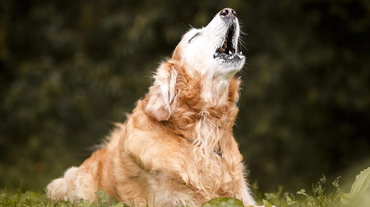 How to stop your dog howling