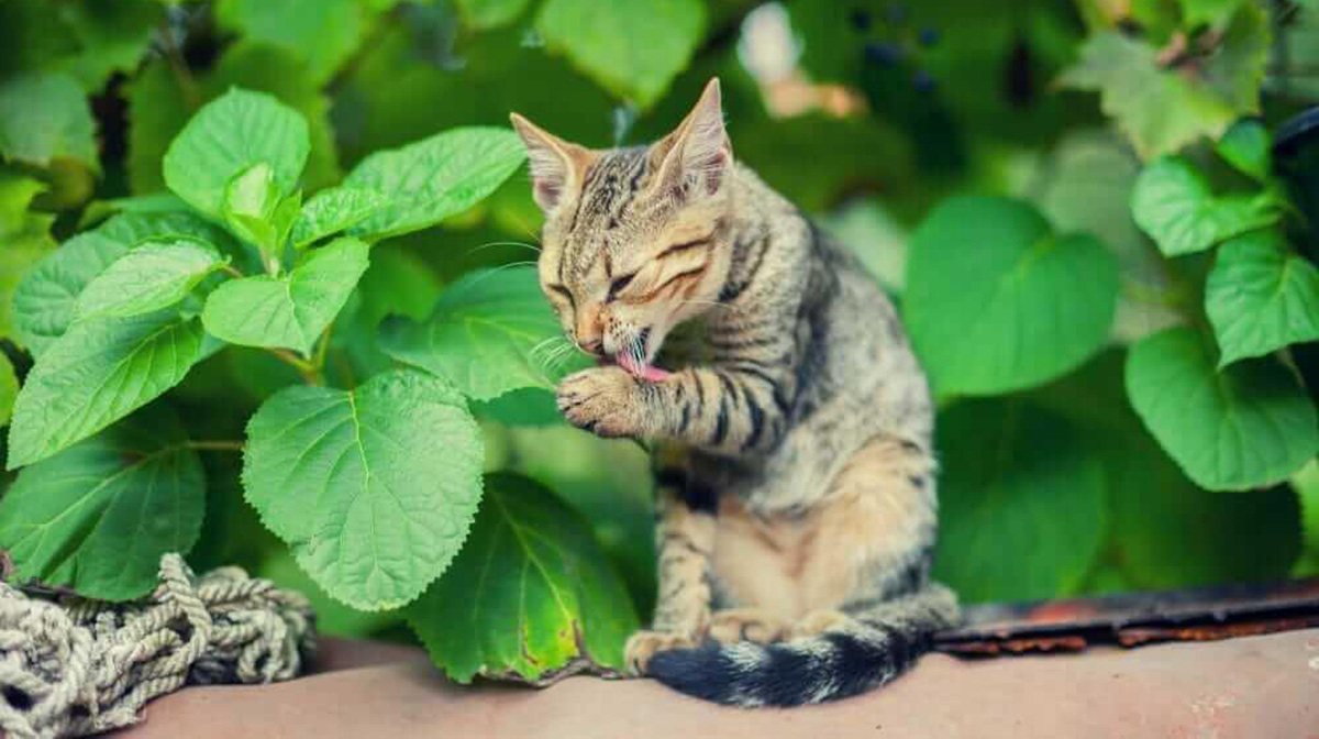 How to wash your cat