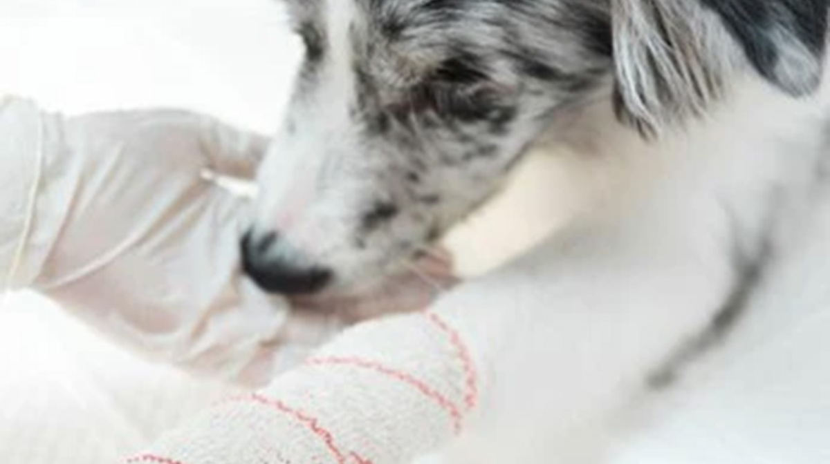 How to Stop a Dog Licking a Wound?