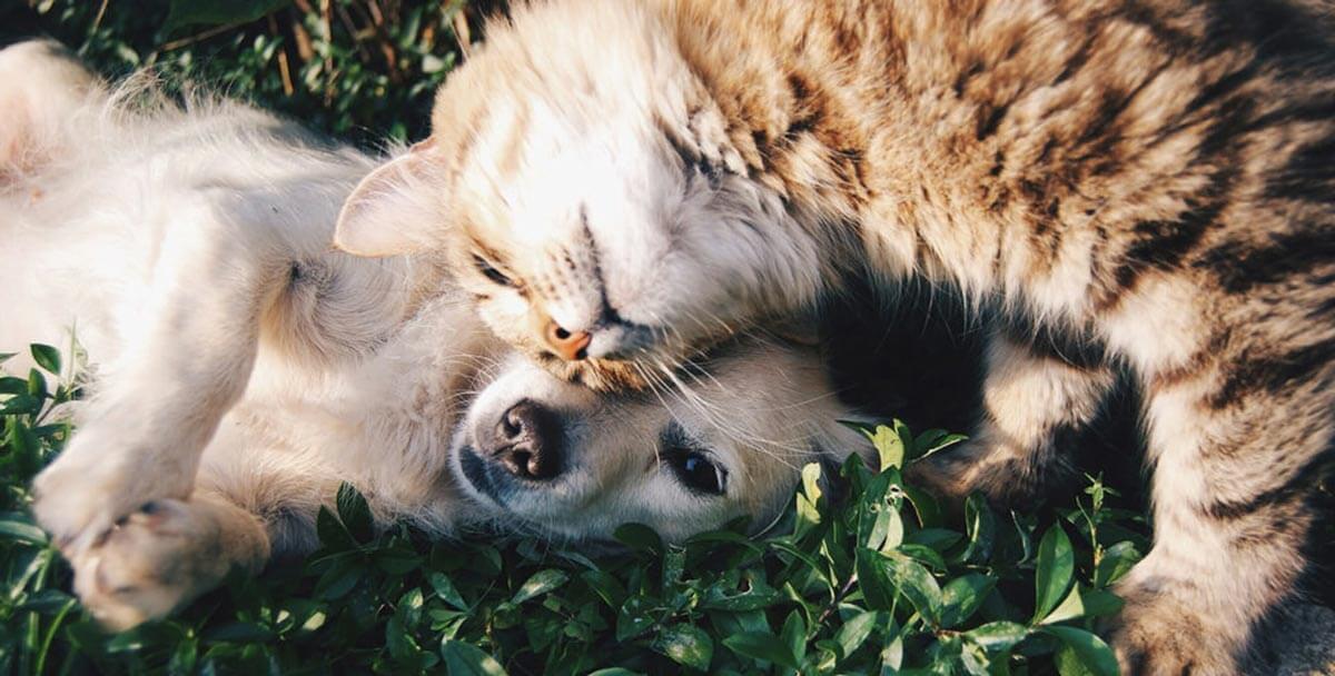 Strange bedfellows: how your puppy and kitten can live together in harmony