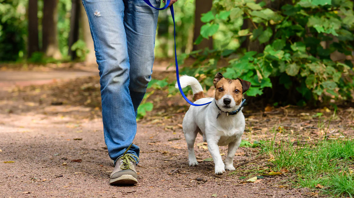 Dog Refusing to Walk