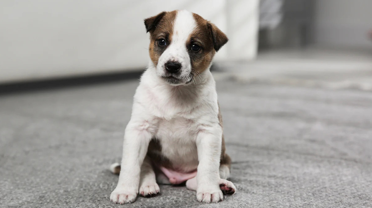 Puppy Potty Training: Essential Tips and Techniques