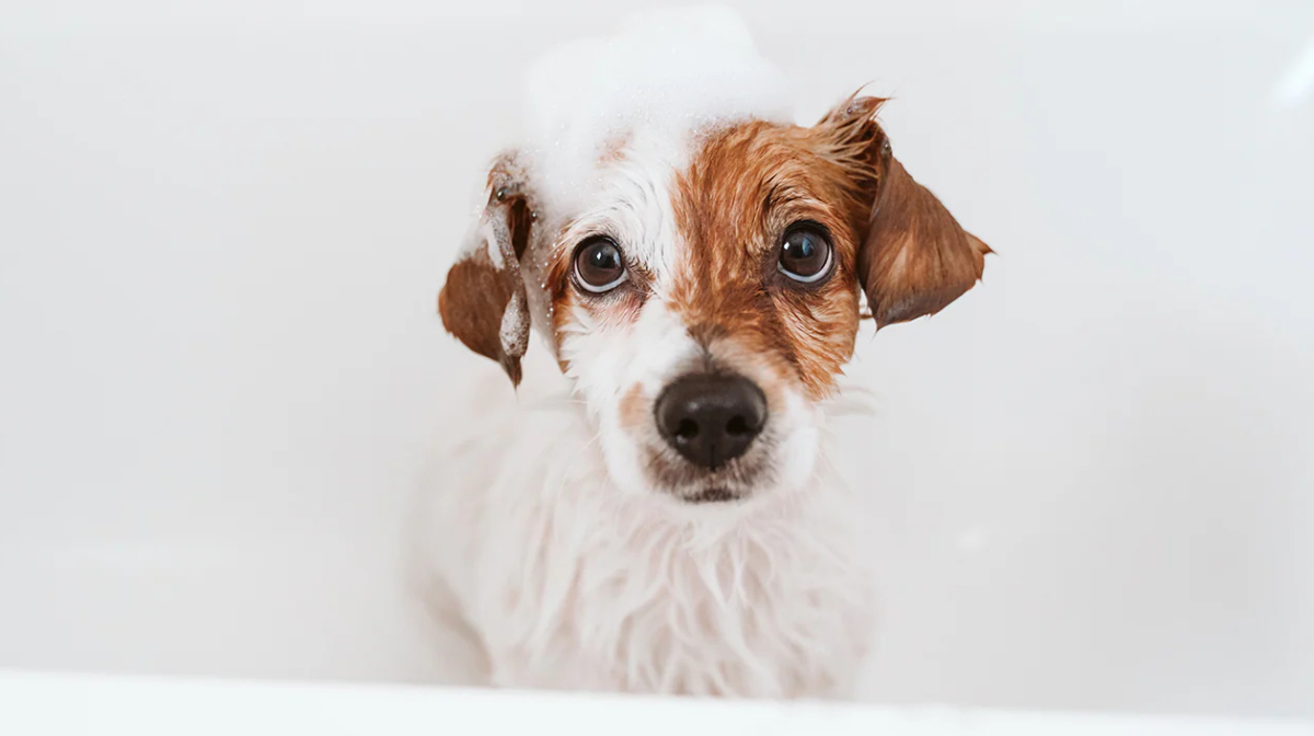 When and how to bathe a puppy