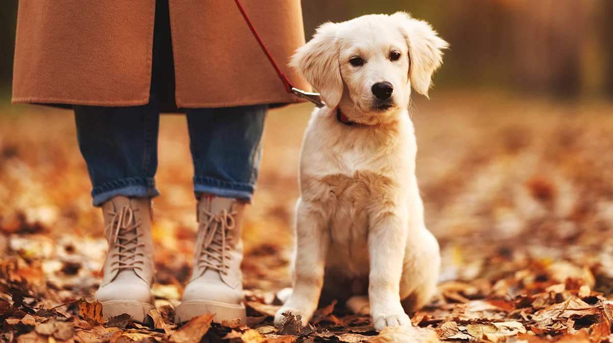 How long and how often to walk a puppy