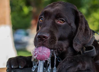 Why is My Dog Drinking So Much Water?