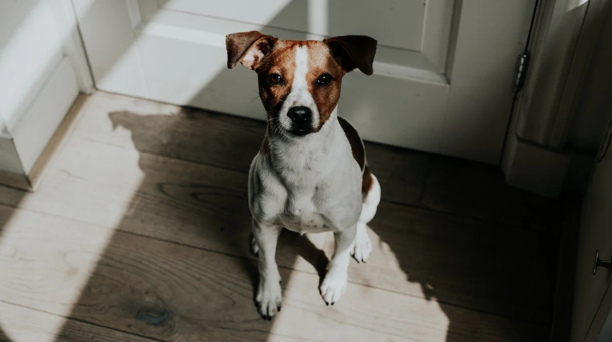 Can dogs eat peanuts & peanut butter?