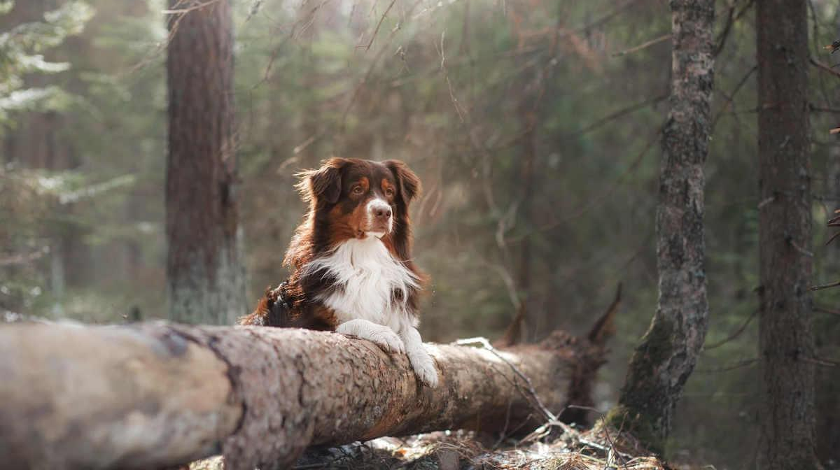 Man’s Best Friend: The History of Dogs and Humans