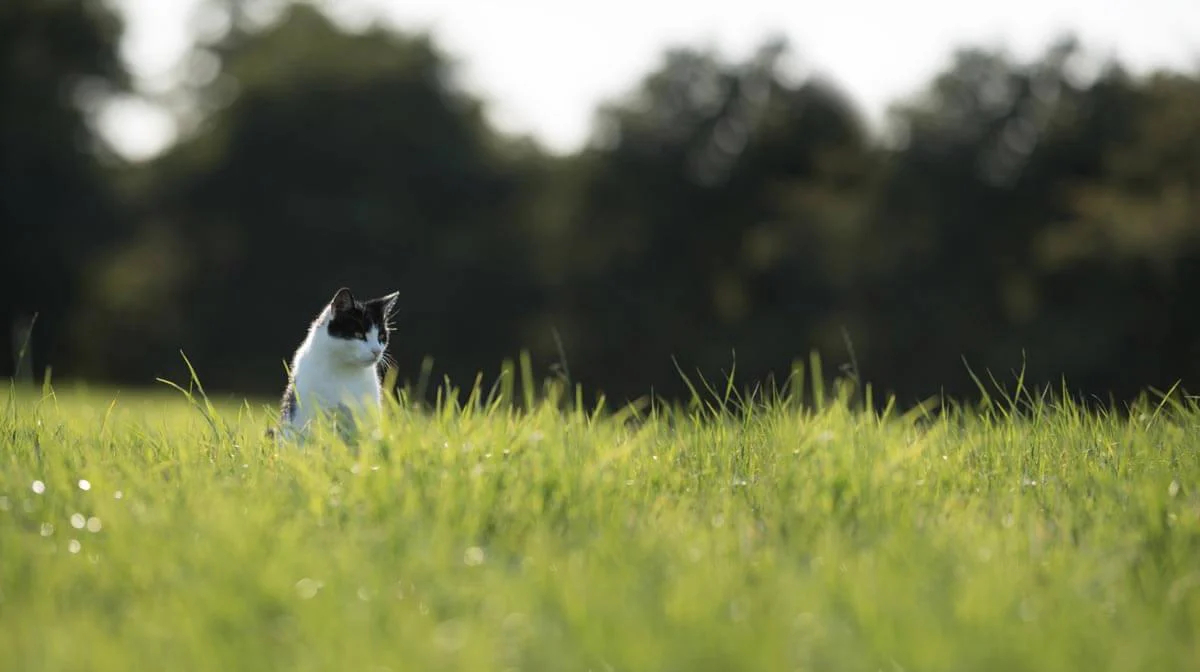 Most popular cat breeds in the UK