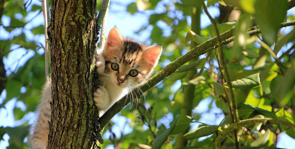 New kitten owners – What you need to know