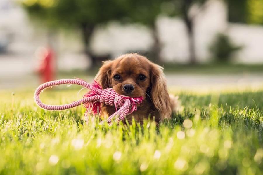 Popular Small and Toy Dog Breeds in the UK