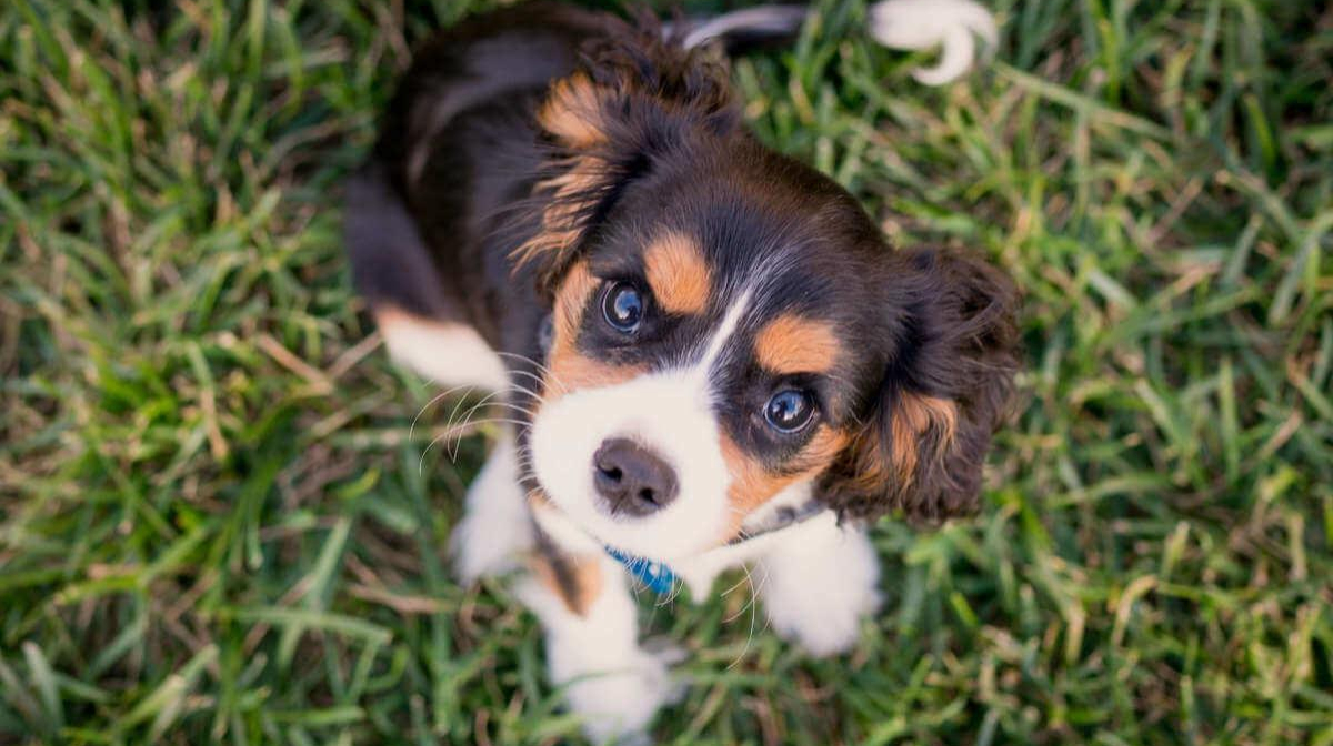 Puppy exercises and games