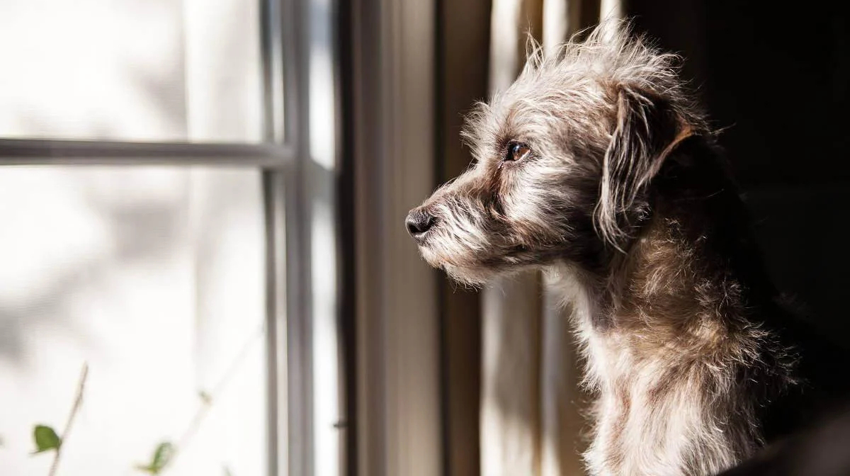 Separation Anxiety in Dogs