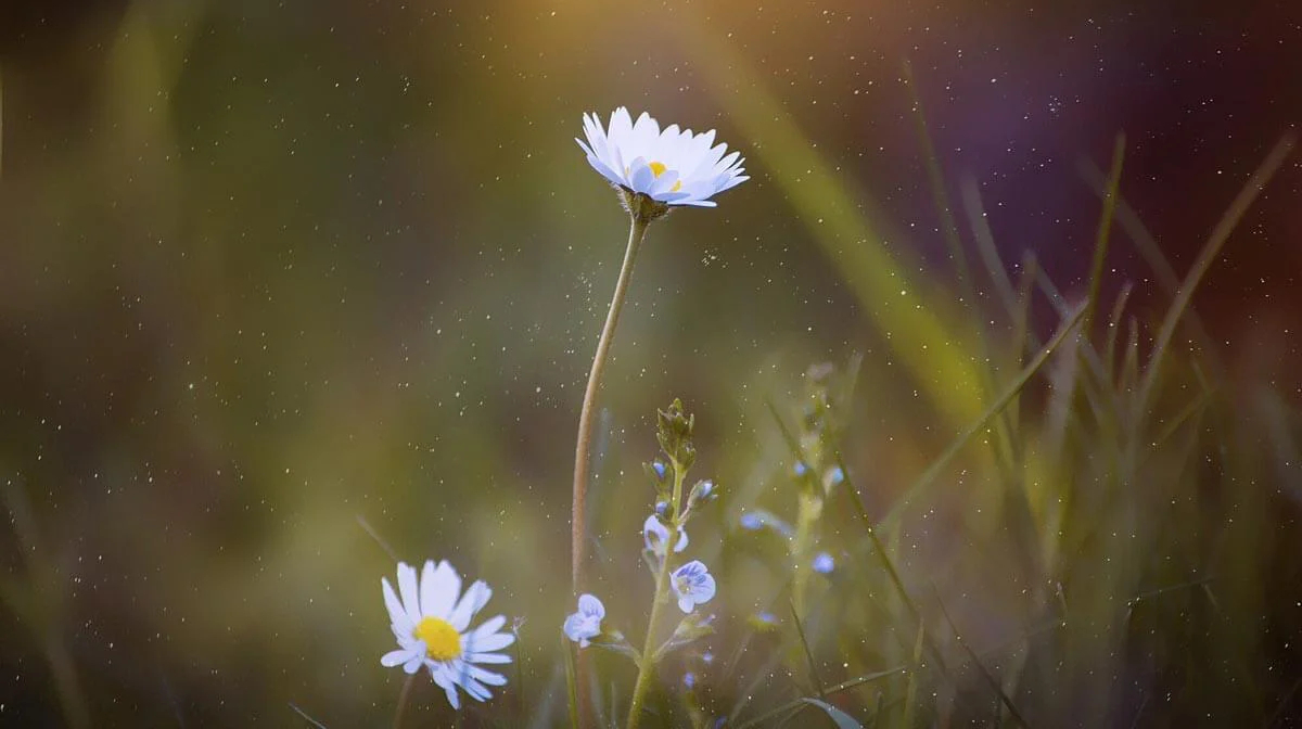 Sun’s Out! Toxic plants and flowers for cats and dogs