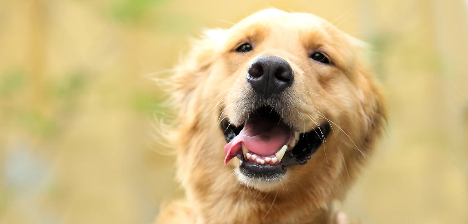 Complete Guide to Dog Teeth Cleaning: Tips, Methods, and Benefits