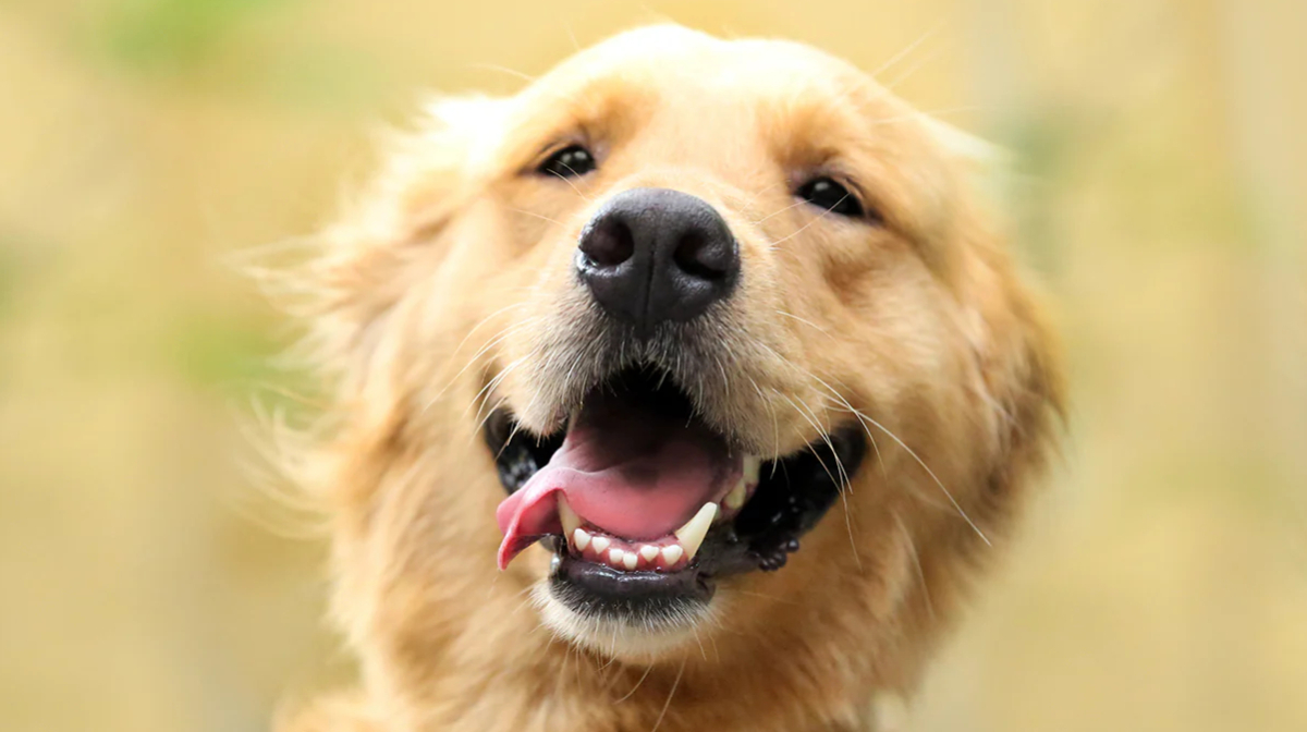 Complete Guide to Dog Teeth Cleaning: Tips, Methods, and Benefits