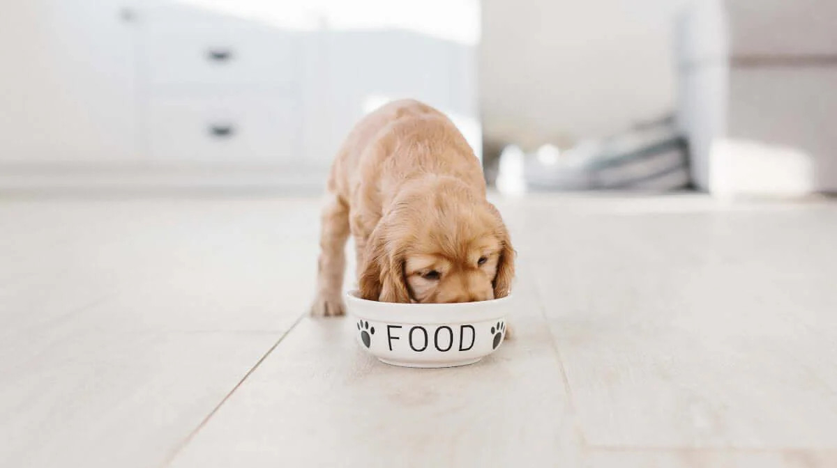 The best dog food for puppies