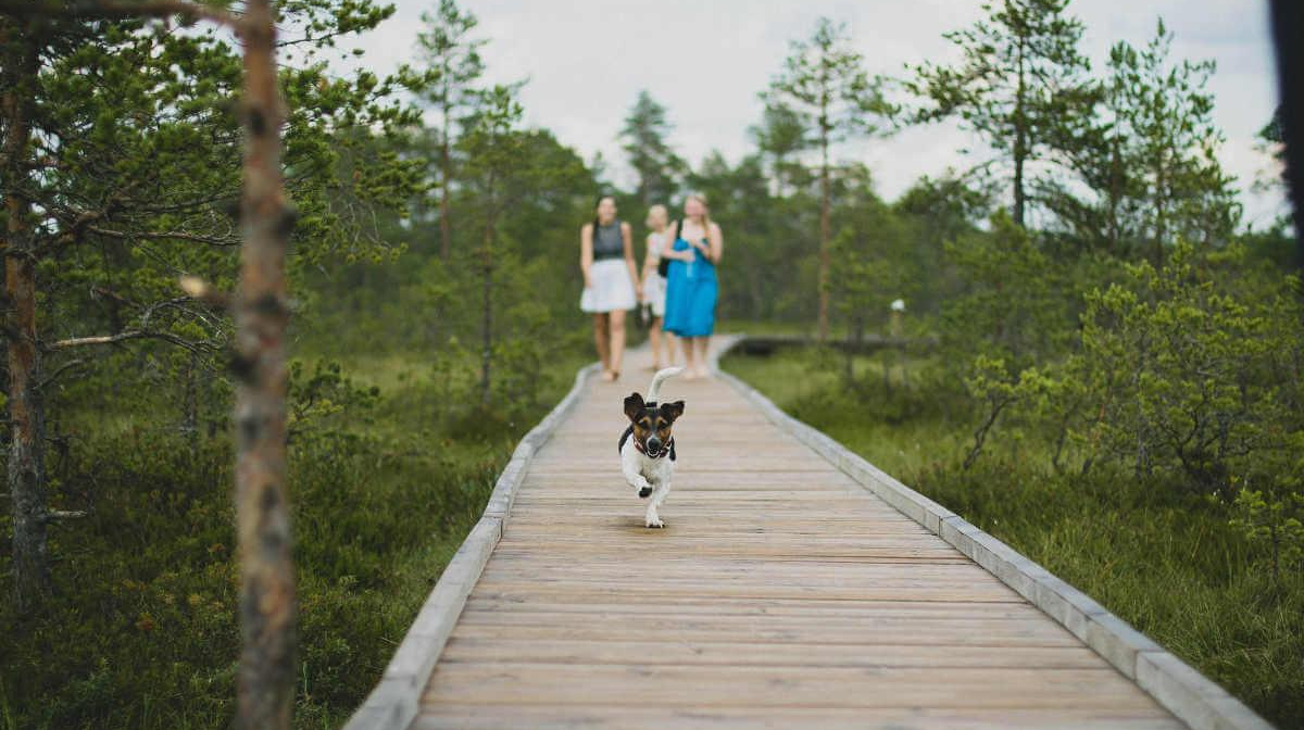 The importance of socialising your puppy