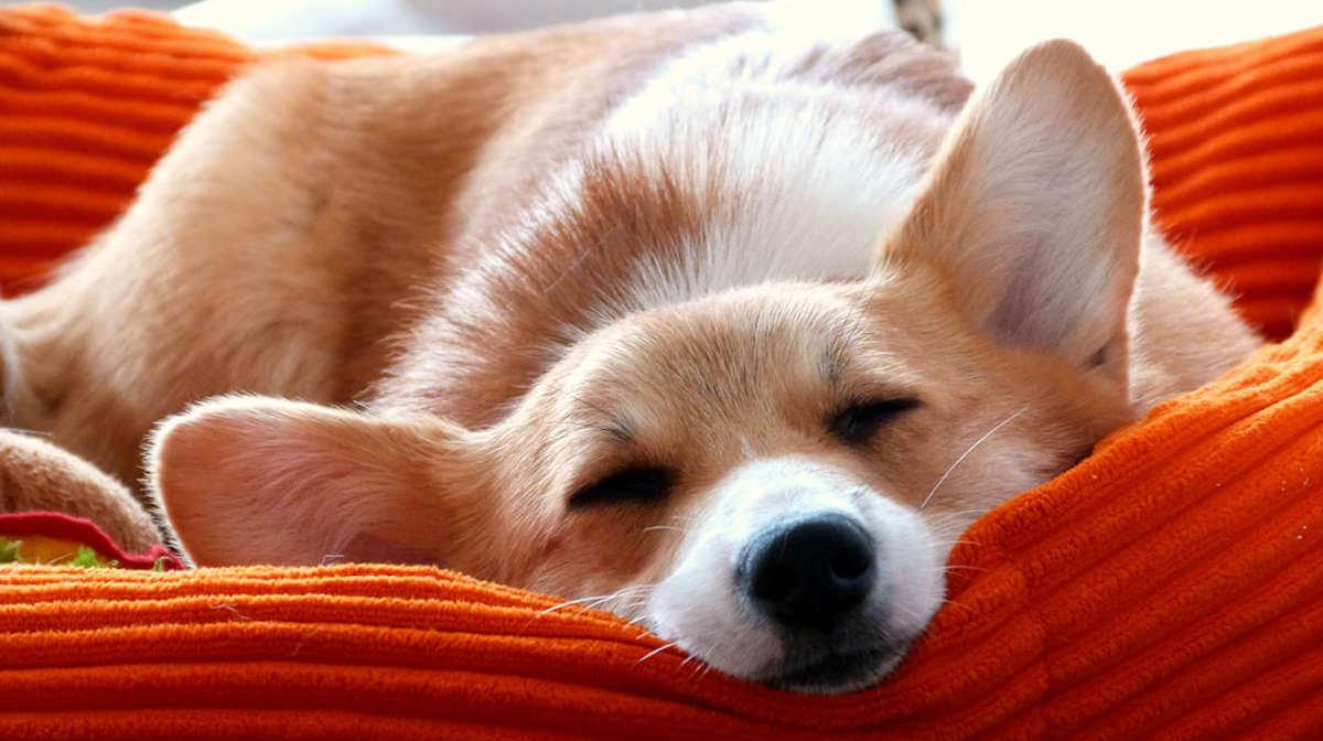 Training tips to help your puppy sleeping