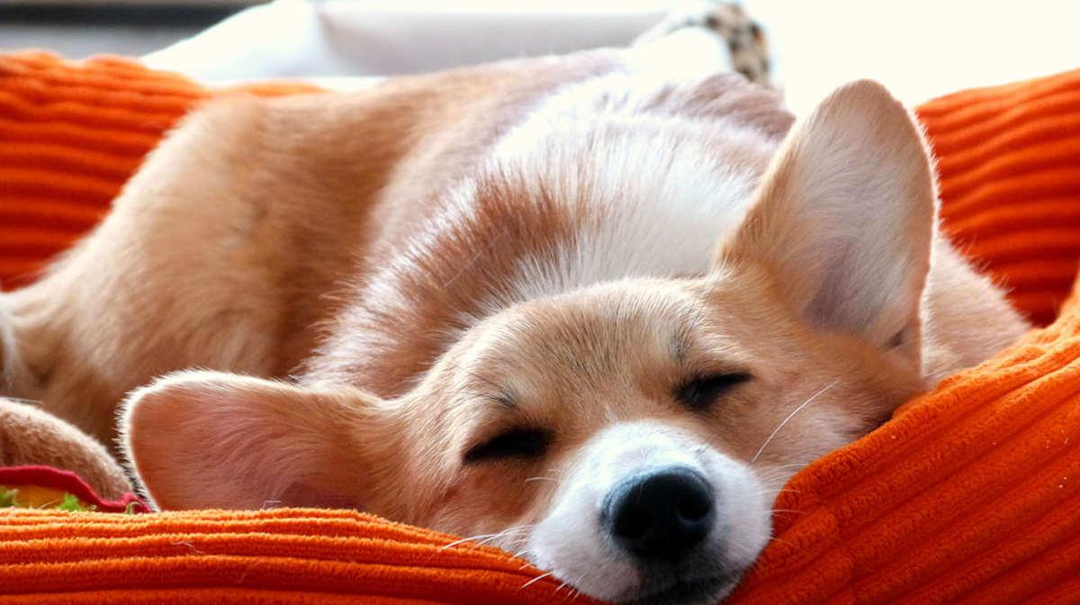 Training tips to help your puppy sleeping