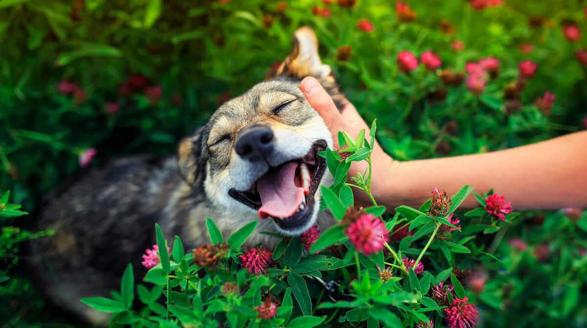 Valentine’s Day With Your Pet