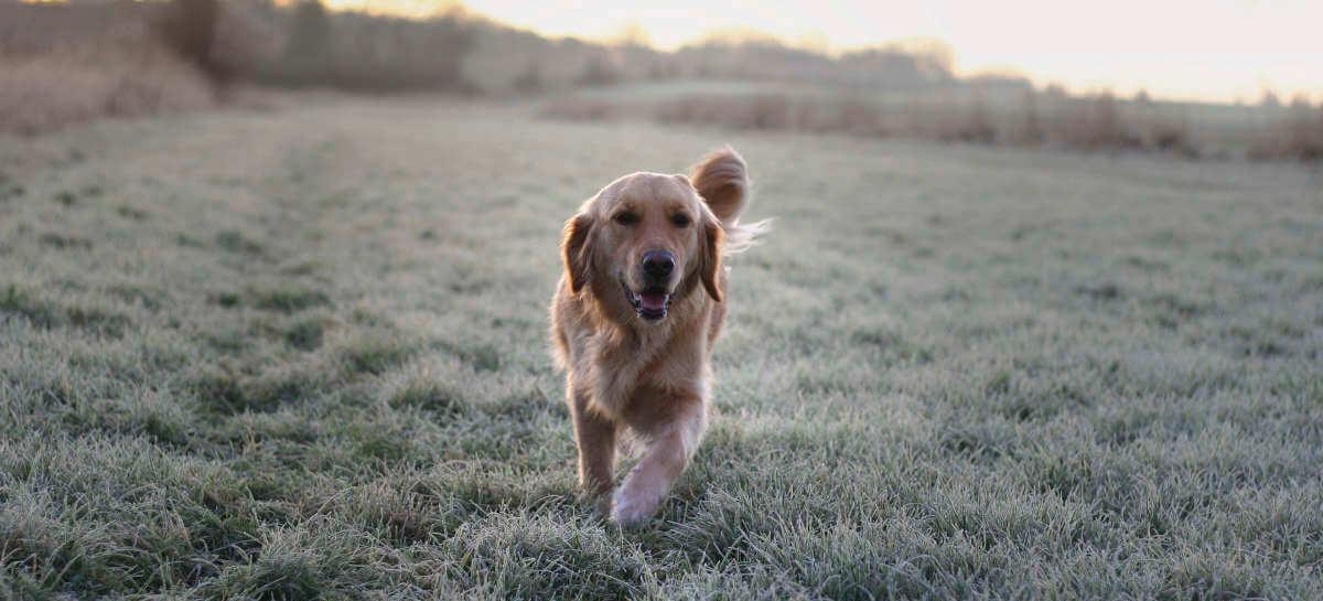 Walking your dog in the winter