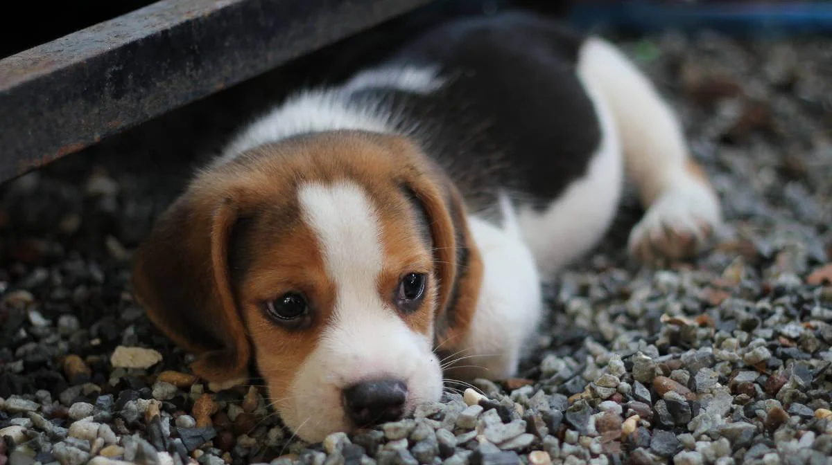 What do you need to know when getting a puppy?