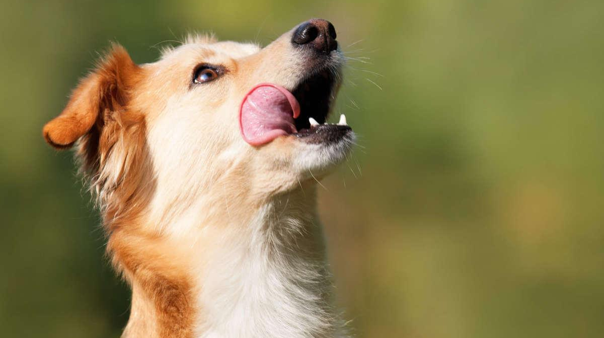 Why does my dog lick me?