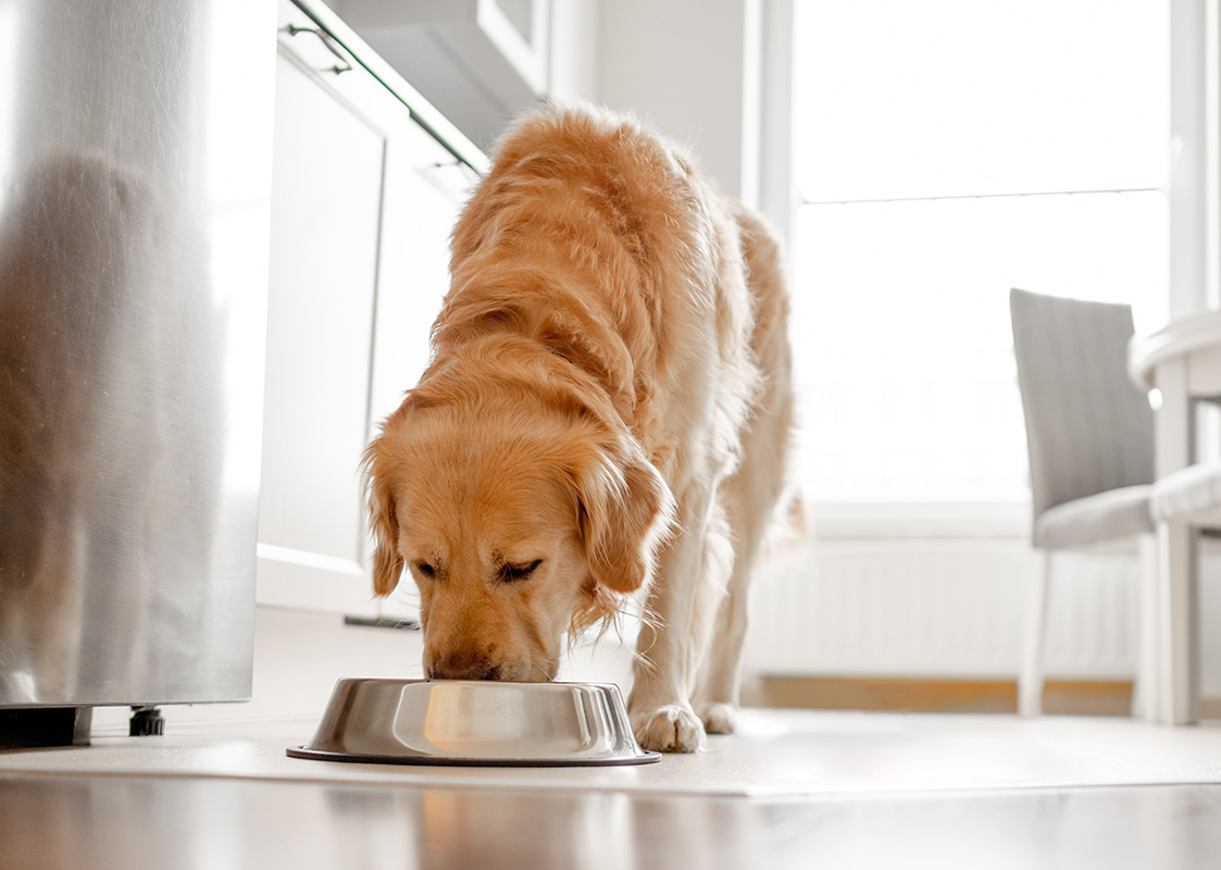 Can dogs eat lentils