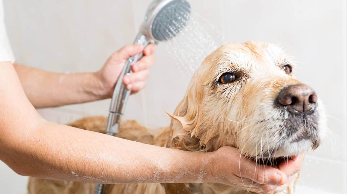 A Guide to Dog Grooming
