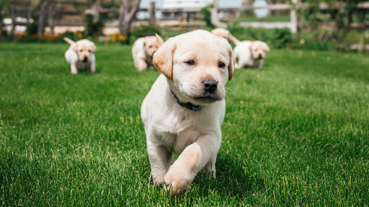 When Do Puppies Calm Down