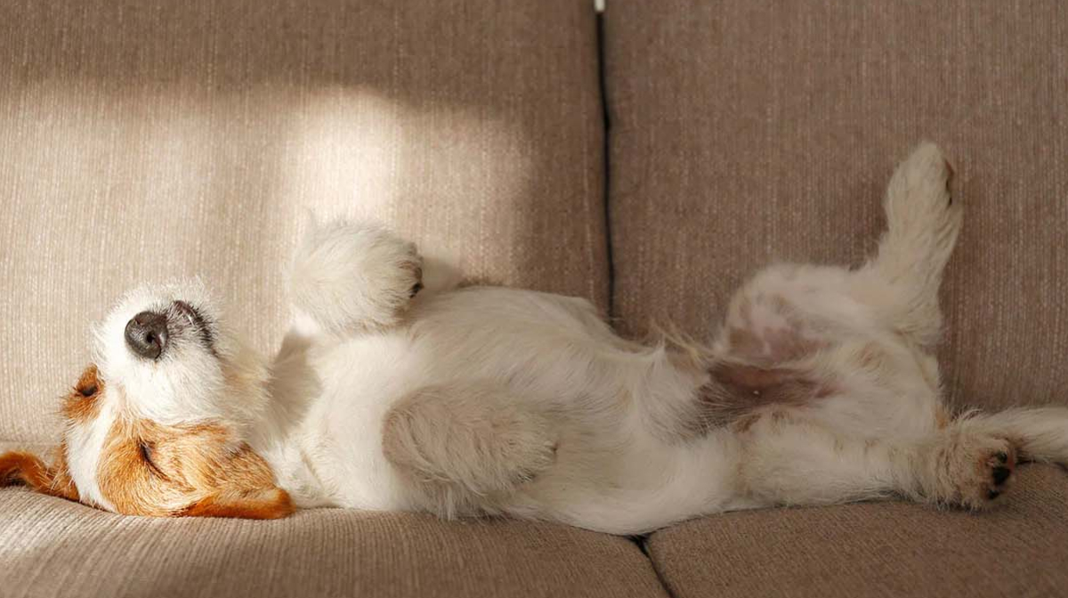 Grnde, warum Hunde auf dem Rcken schlafen | Wellbeloved DE