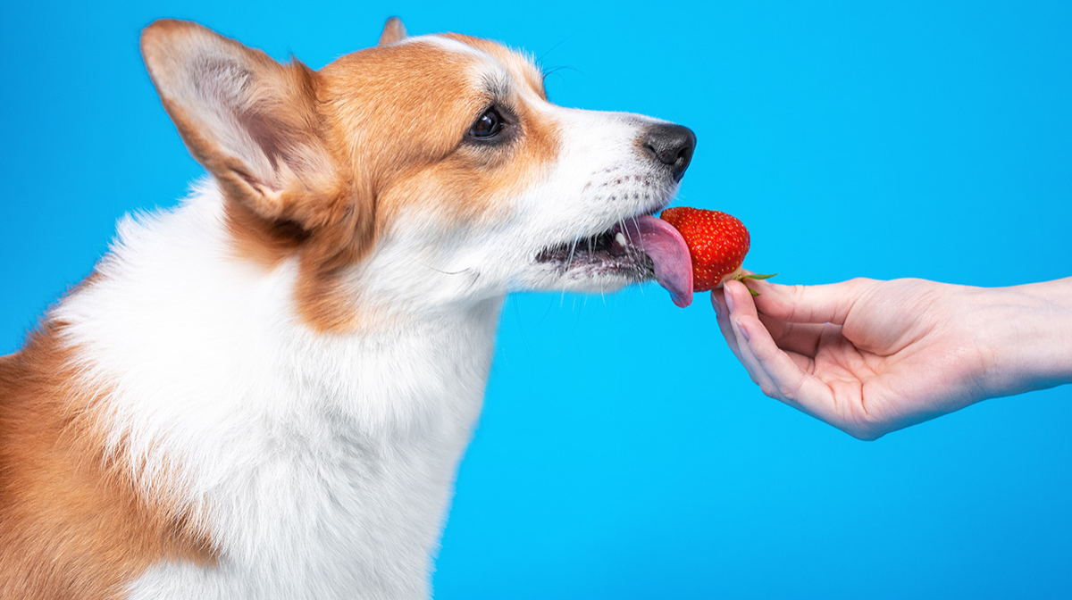Dürfen Hunde Erdbeeren essen?