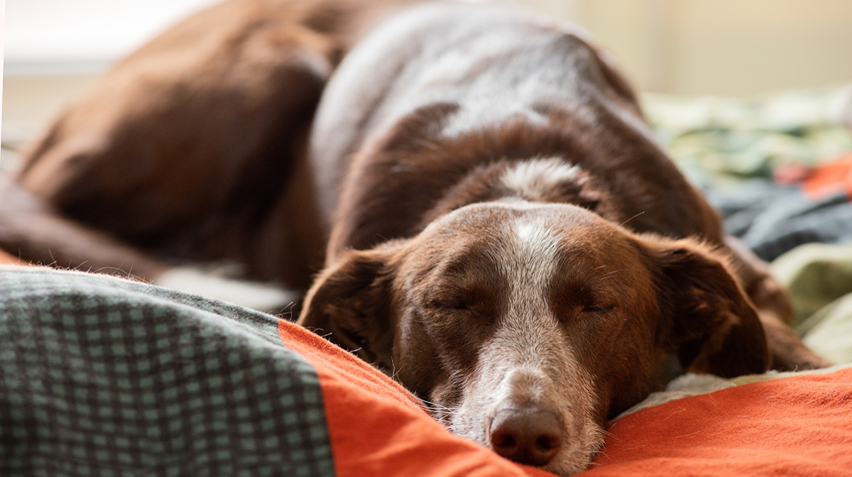 Hunde-Sch͏laf͏platz: Der best͏e ͏Ort für d͏͏einen Hund
