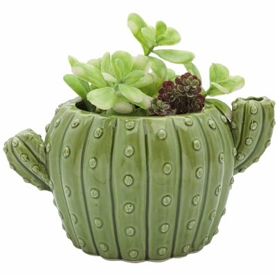 Cactus Flower Pot