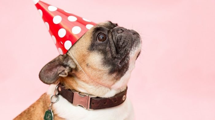 The Best Gifts For Dog Lovers, Pet Owners & Animal Lovers