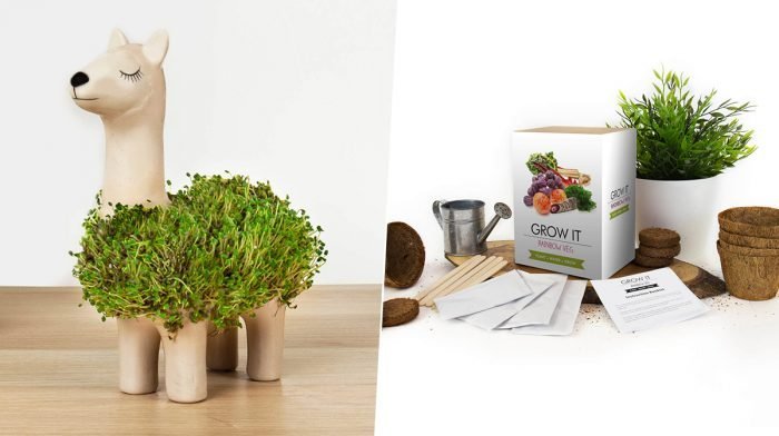 The Top 10 Best Plant Gifts: For Plant Parents