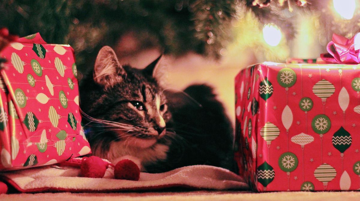 The Top 10 Best Gifts For Cat Lovers