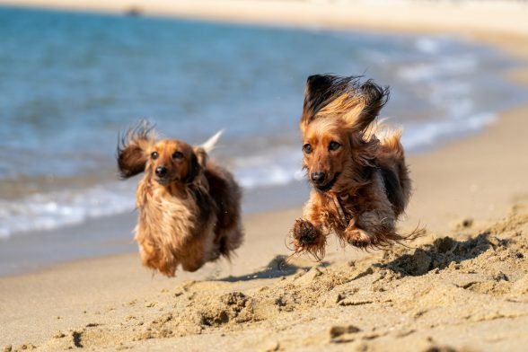The UK’s Most Instagrammable Dog-Friendly Beaches