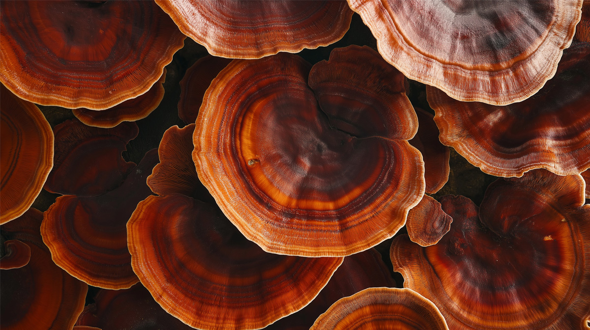 What are Reishi Mushrooms | Benefits & Uses