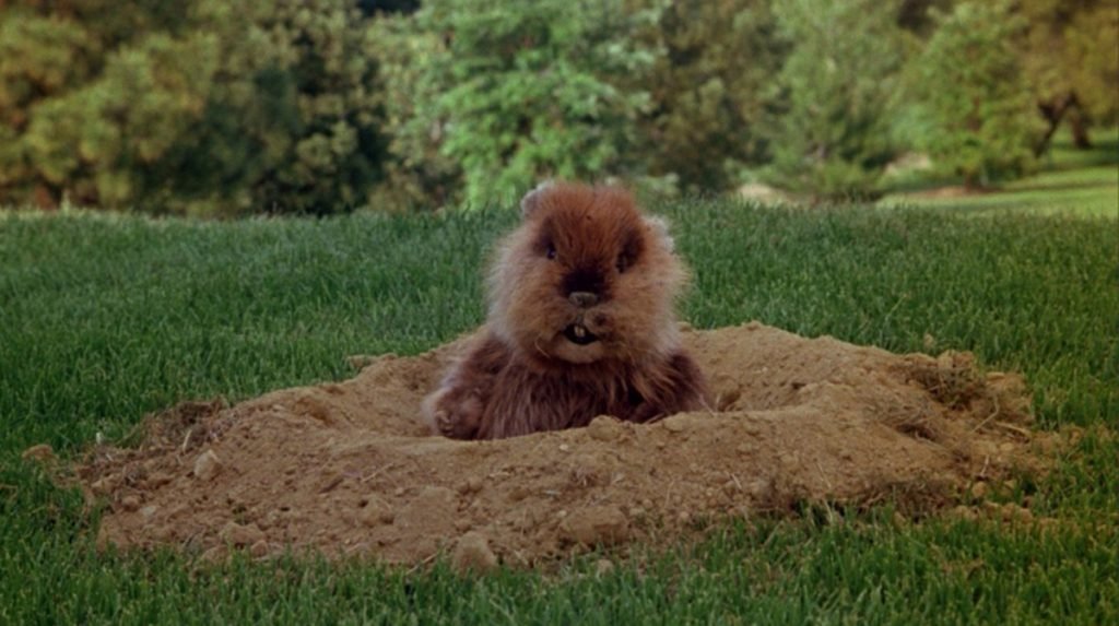 Caddyshack At 40 How A National Lampoon Disaster Became An All Time Great