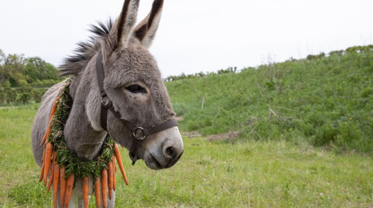 Behind The Scenes Of EO, The Dazzling Donkey Road Trip Movie
